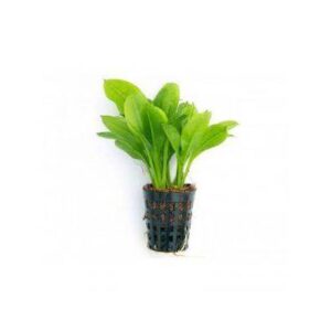 Echinodorus Grisebachii- Amazon sword plant tropica-Aquatic plant
