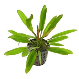Echinodorus decumbens-Aquatic plant