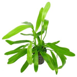 Echinodorus Uruguayensis-Aquatic plant