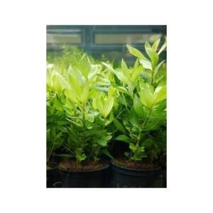 Hygrophila Sp Parawitota -Aquatic plant