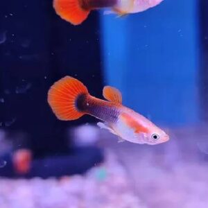 Golden Tuxedo Guppy 3Cm