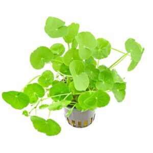 Hydrocotyle Leucocephala-Brazilian pennywort Aquatic plant