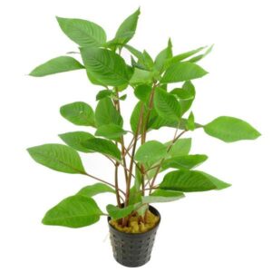Hygrophilla Corymbosa -Aquatic plant