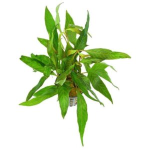 Hygrophila Stricta -Aquatic plant