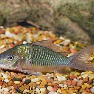 Green Corydoras 3Cm