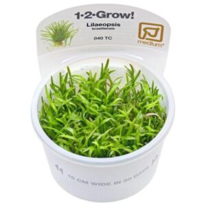 Lilaeopsis Brasiliensis- Tropica Plants