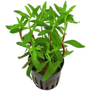 limnophylla aromatica- Scrophulariaceae Aquatic plant