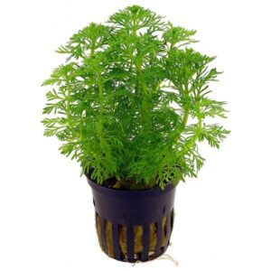 Limnophila Sessiliflora-Aquatic plant