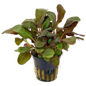 Lobelia Cardinails-Aquatic plant