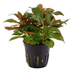 Ludwigia Gladulosa -Aquatic plant