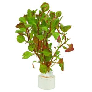 Ludwigia Ovalis-Aquatic plant