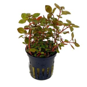 Ludwigia Pulustris -Aquatic plant