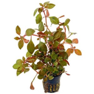 Lidwigia Rubin -Aquatic plant