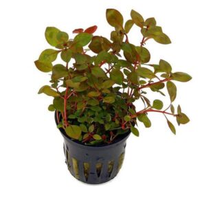 Ludwigia Super Red-Aquatic plant