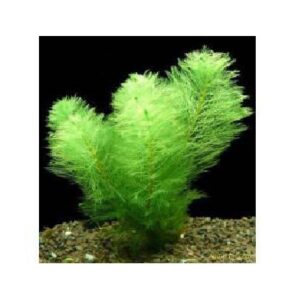 Myirophyllum Scabratum -Aquatic plant
