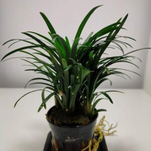 Ophiopogon Japonica Kyoto -Aquatic plant