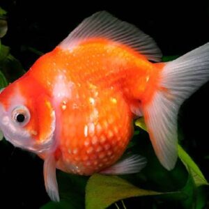 Pearl Scale Gold Fish 5Cm