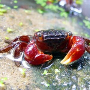 Red Claw Crabs