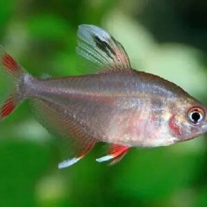 Rosy Tetra 3CM