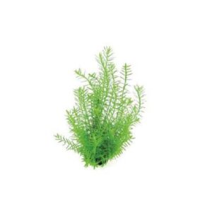 Rotala Species Green -Aquatic plant