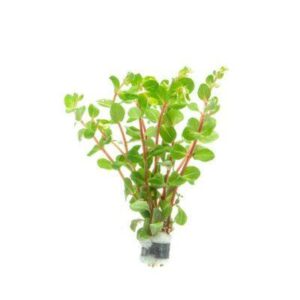 Red Rotala-Aquatic plant