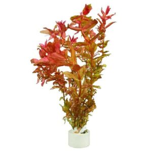Rotala Macranda Gient -Aquatic plant
