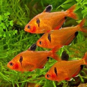 Serpae Tetra 3Cm