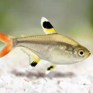Tetra Pristella 3CM