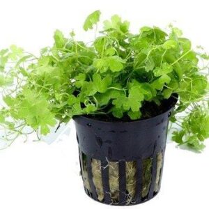 Hydrocotyle tripartita - Aquatic Plant
