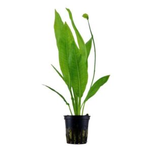 Echinodorus Bleheri- Amazon sword Aquatic plant