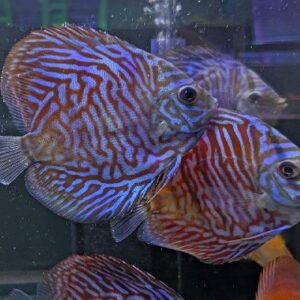 Discus Blue Tiger 8Cm