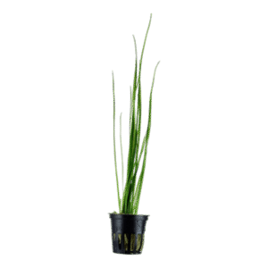 Valisneriya Nana -Aquatic plant