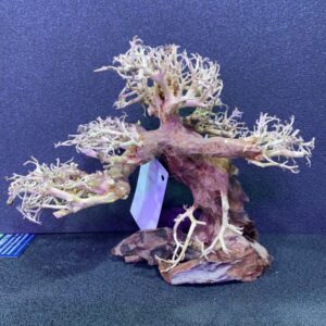 BONSAI WOOD