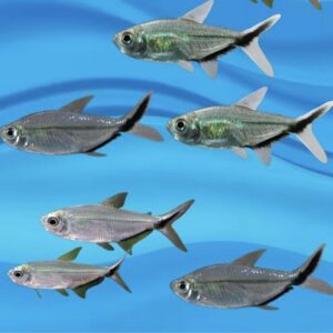 Blackline tail tetra