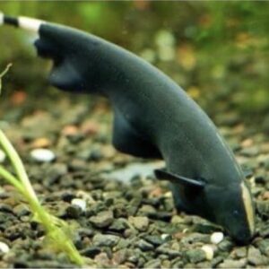 Black Ghost Knife Fish 7cm