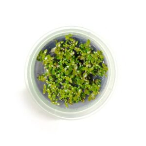 Ludwigia repens "Super Red" [Tc]