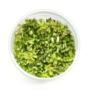 Rotala sp 'spikey' [Tc]