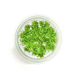 Rotala rotundifolia 'Green' [Tc]