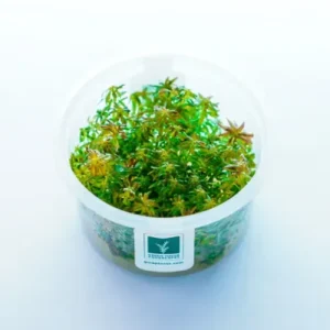 Ludwigia inclinata 'Meta' [TC]