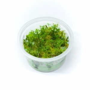 Myriophyllum tuberculatum [Tc]