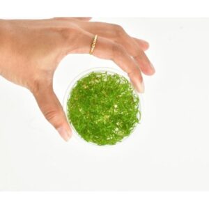 Vesicularia ferriei "Weeping Moss"[Tc]