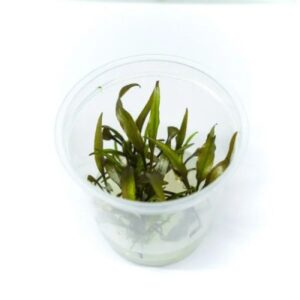 Cryptocoryne Wendtii Brown [Tc]