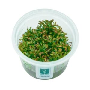 Rotala ramosior 'Sunset' [Tc]