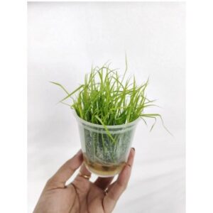 Cyperus Helferi [TC]
