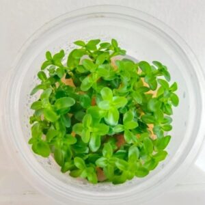 Bacopa Yellow Flame [TC]