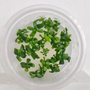 Hedyotis salzmannii [TC]