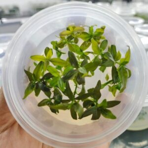 Staurogyne Sp. Brown [Tc]