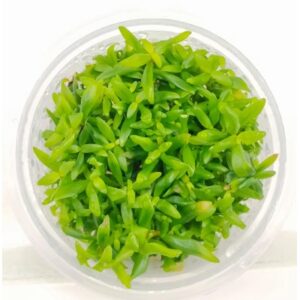 Ammannia capitellata [Tc]