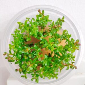 Rotala blood red (US)[Tc]