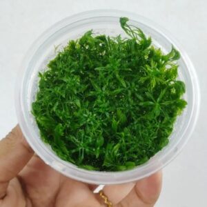 Myriophyllum mattogrossense [Tc]